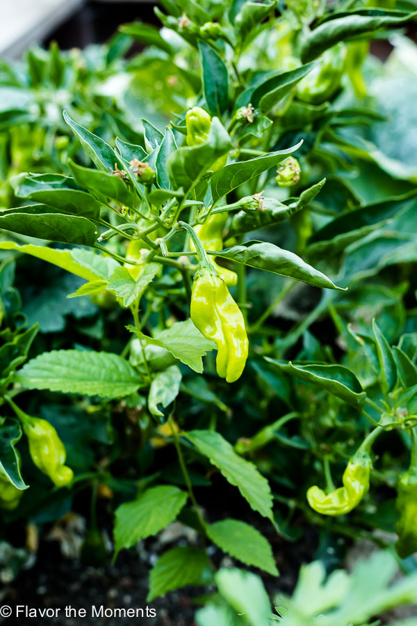 Shishito pepper hanging from plant